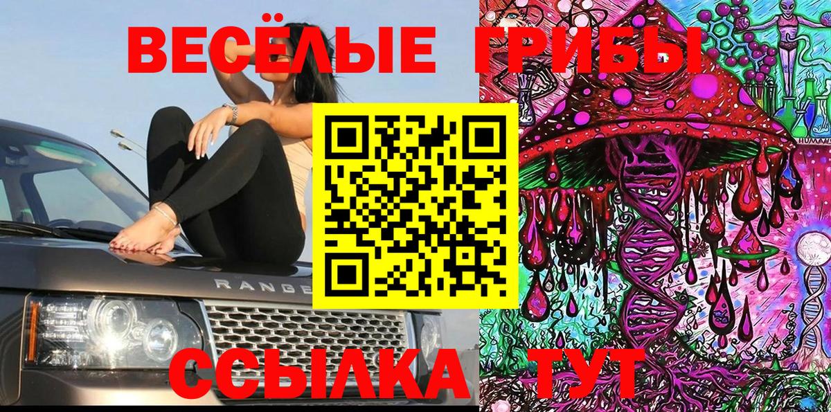 Псилоцибиновые грибы Psilocybe Курчатов
